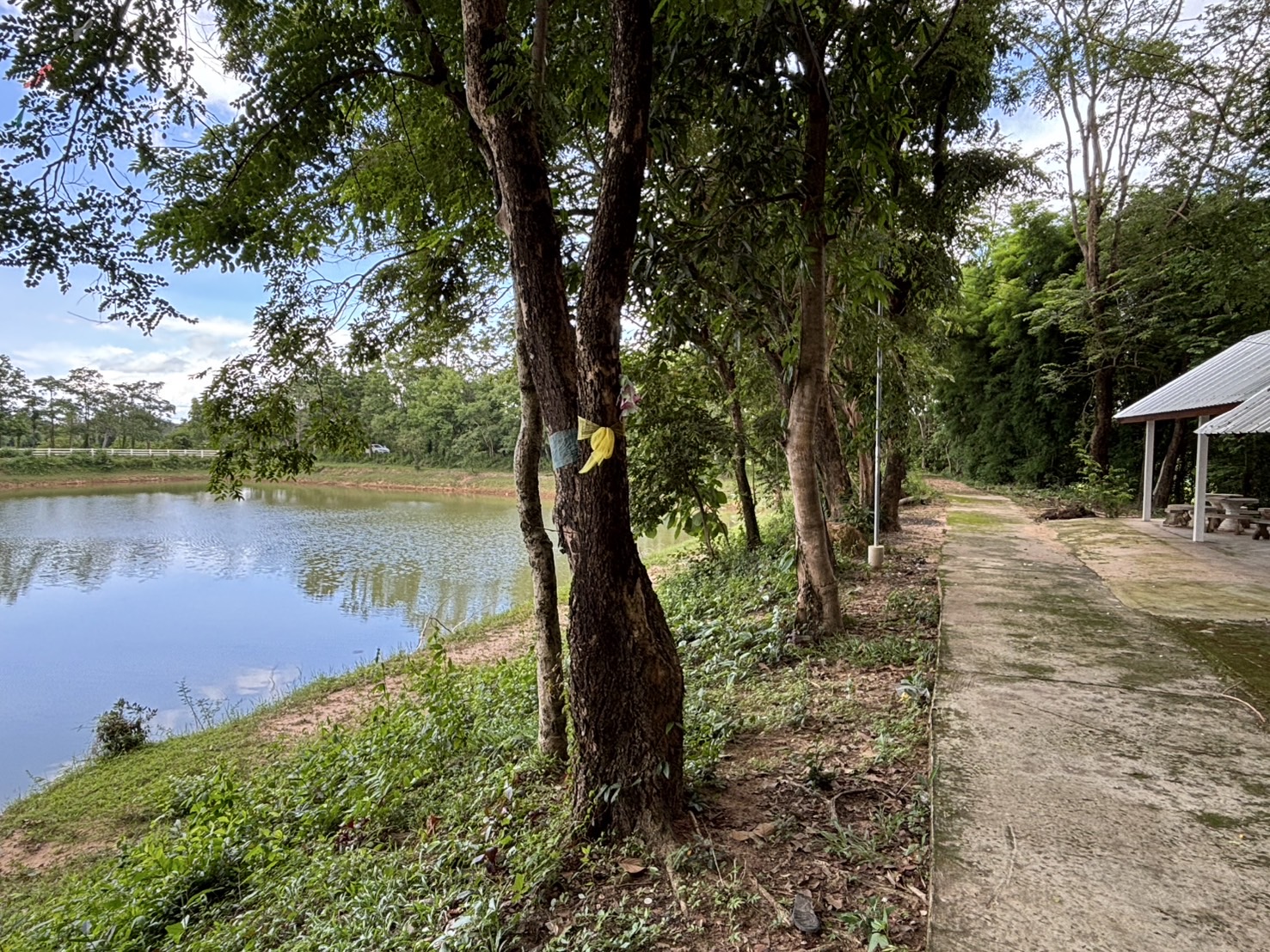 forest image