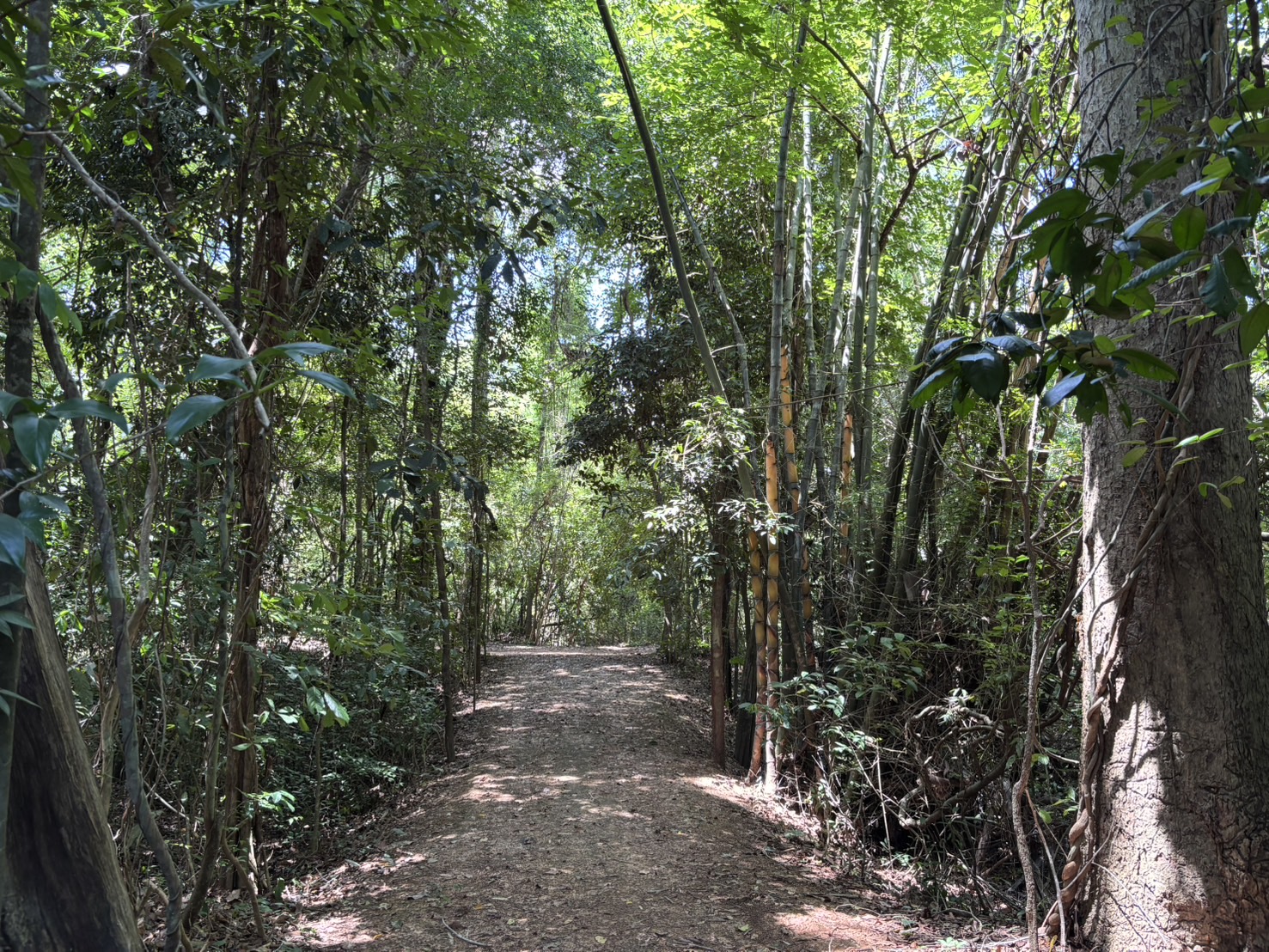 forest image
