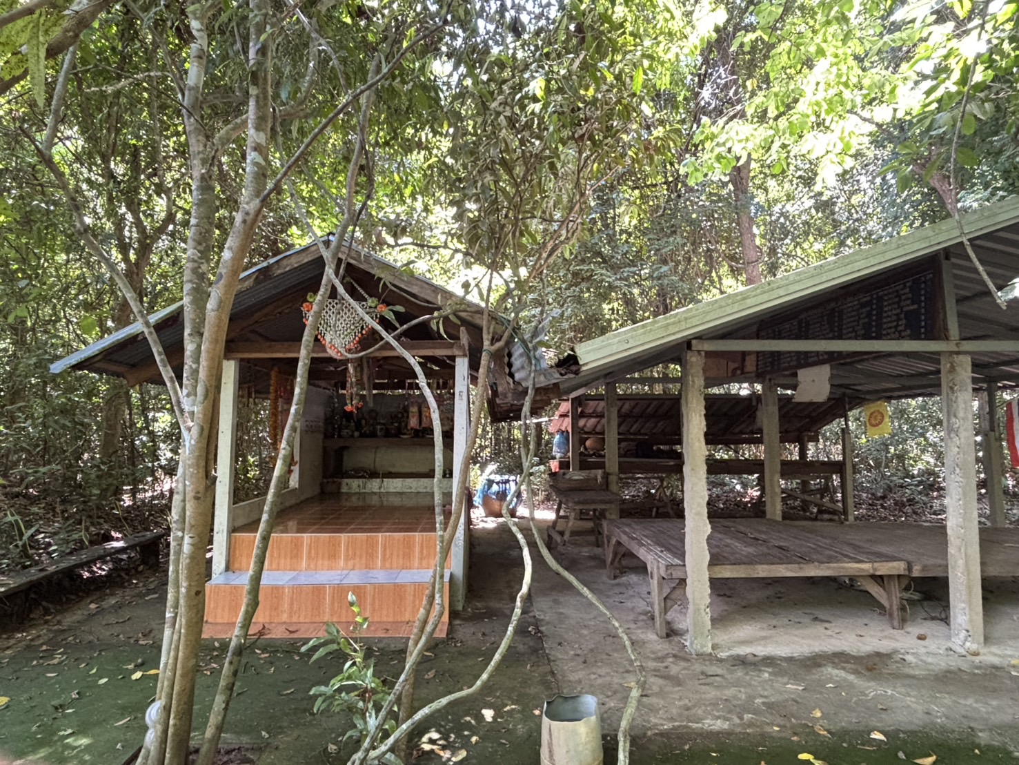 forest image