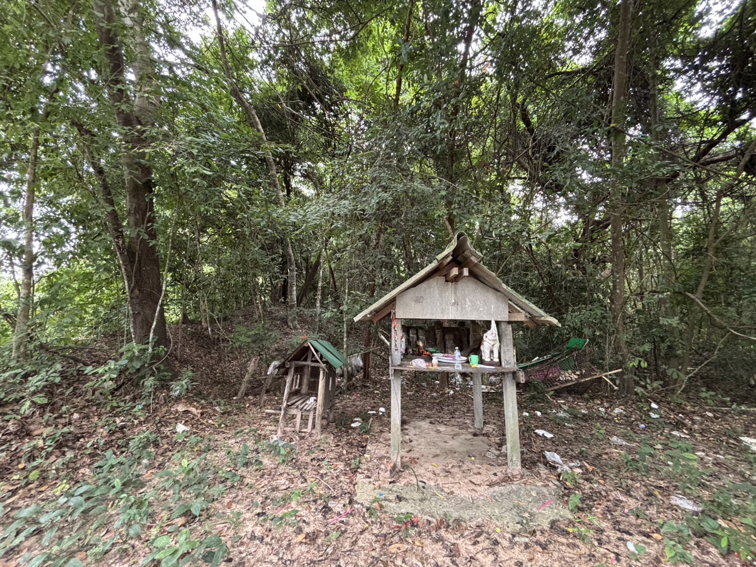 forest image