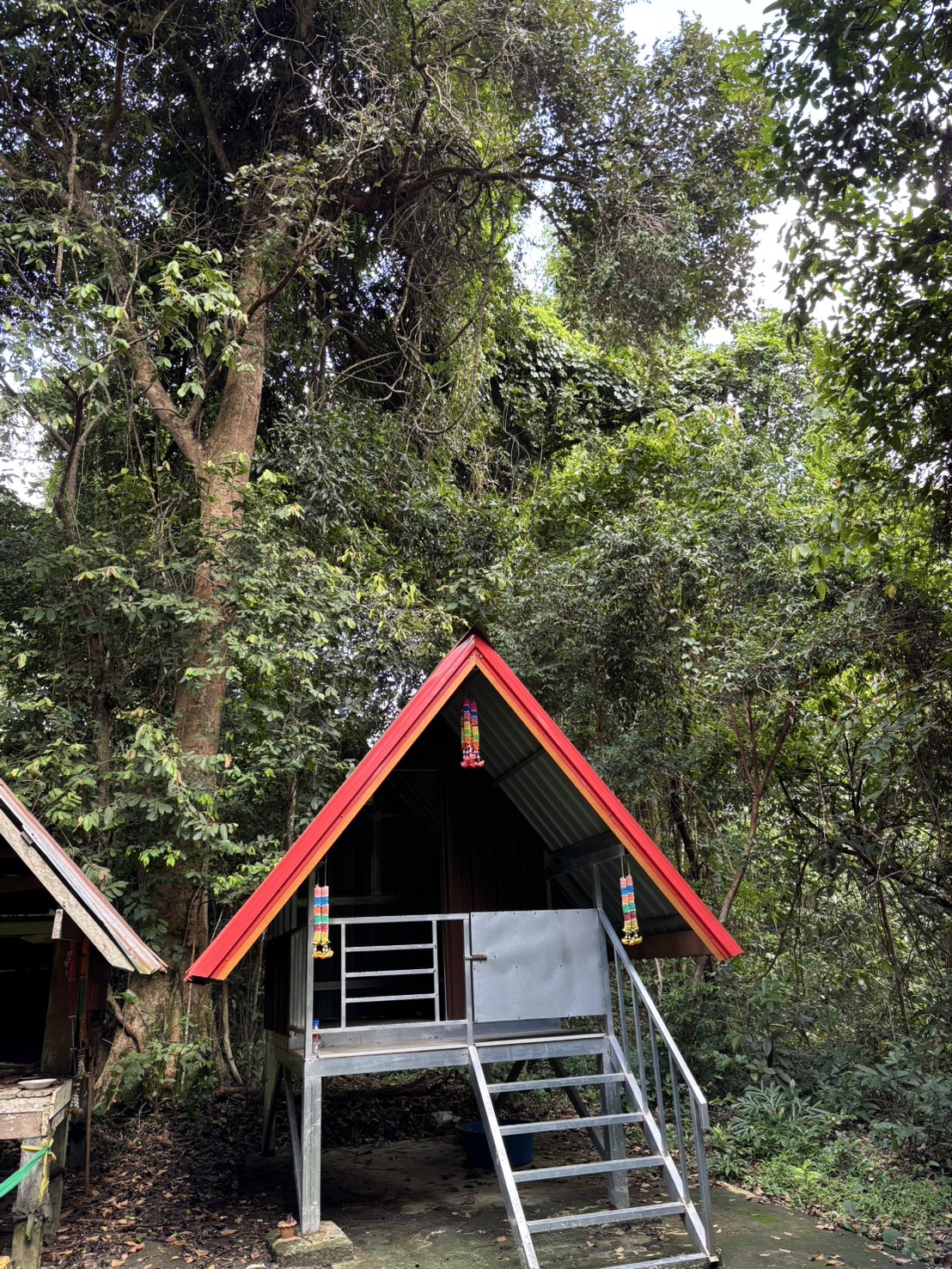 forest image