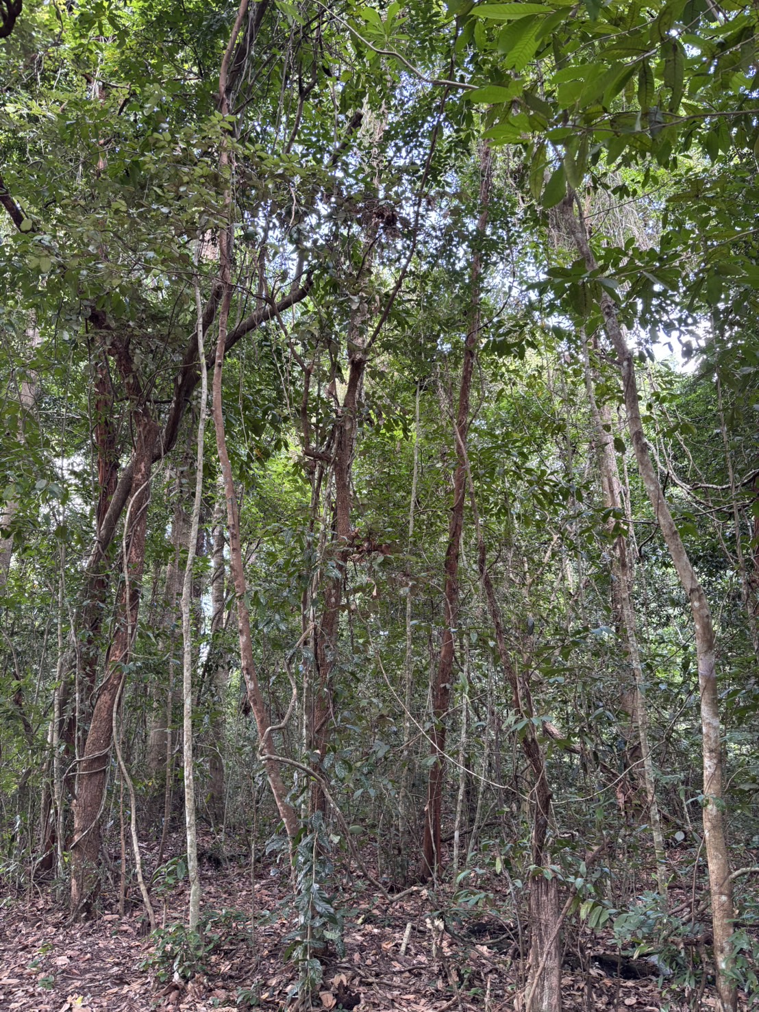 forest image