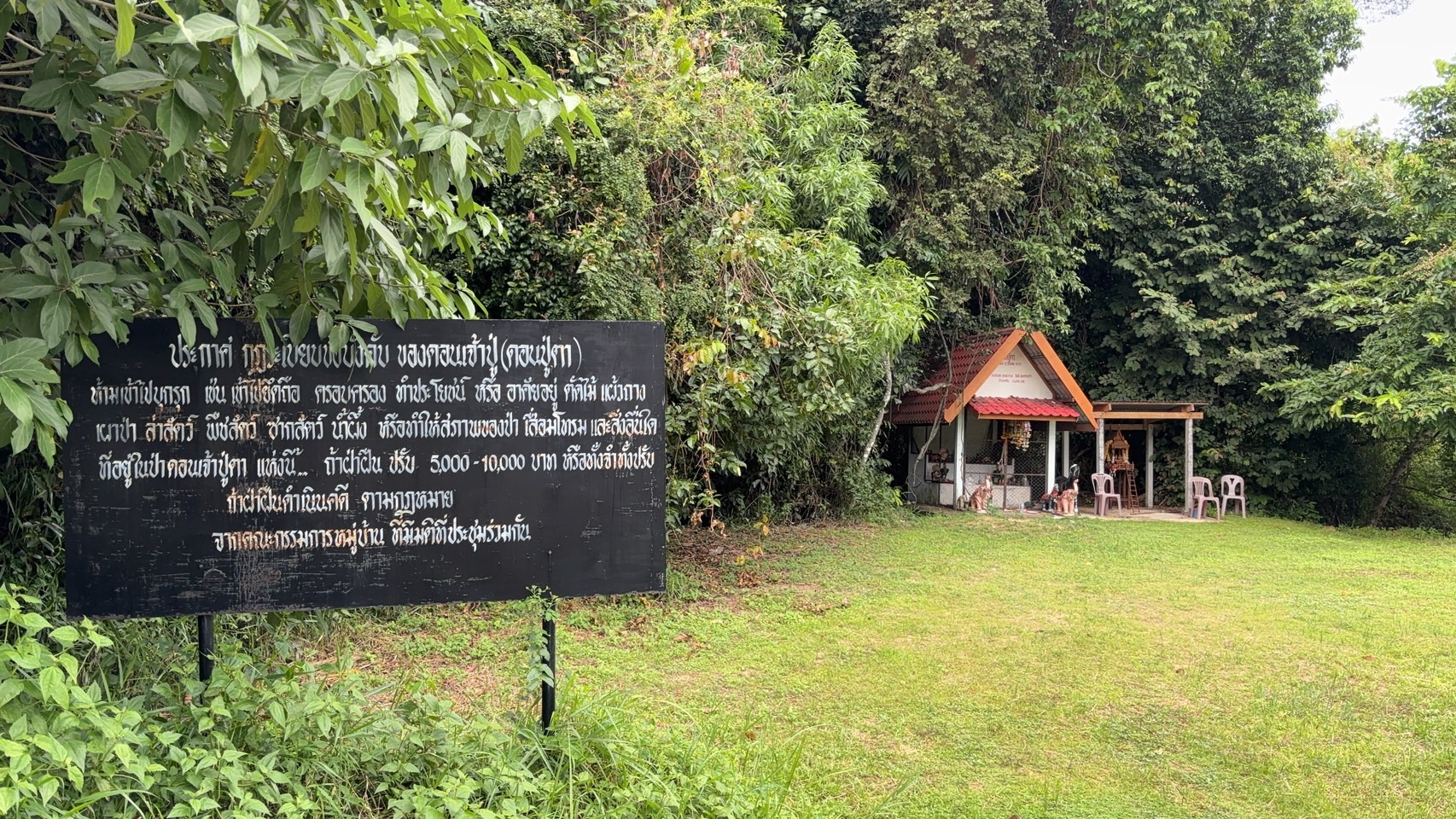 forest image