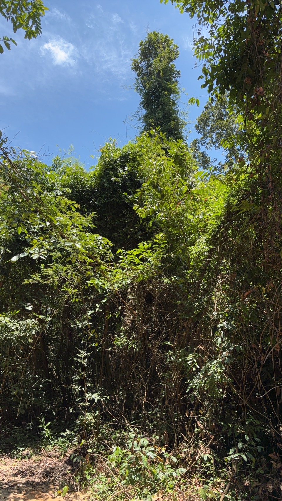 forest image