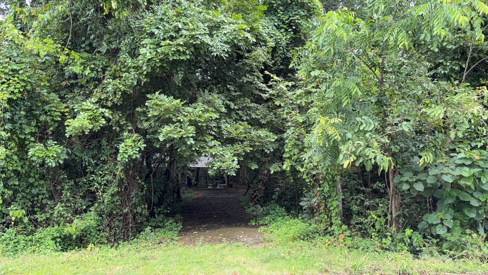 forest image