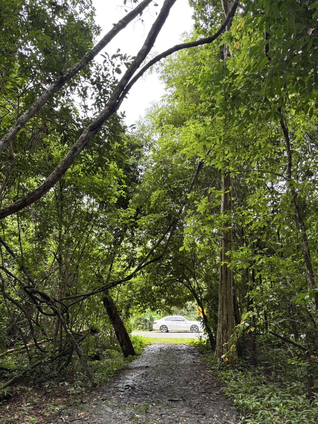 forest image