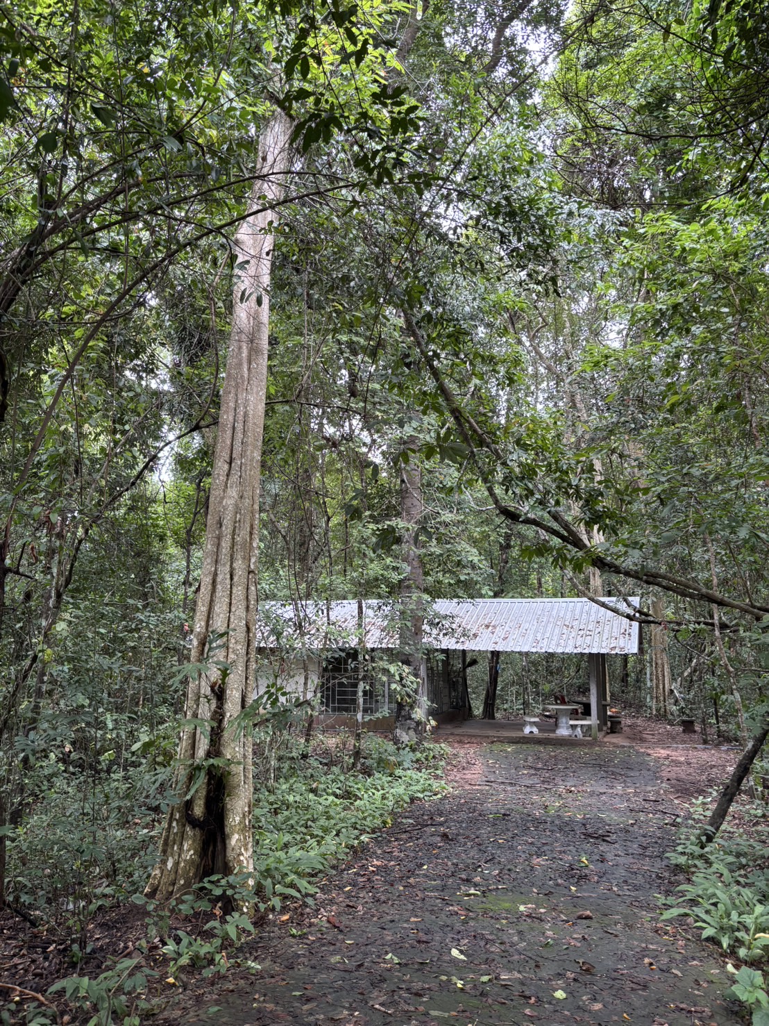 forest image