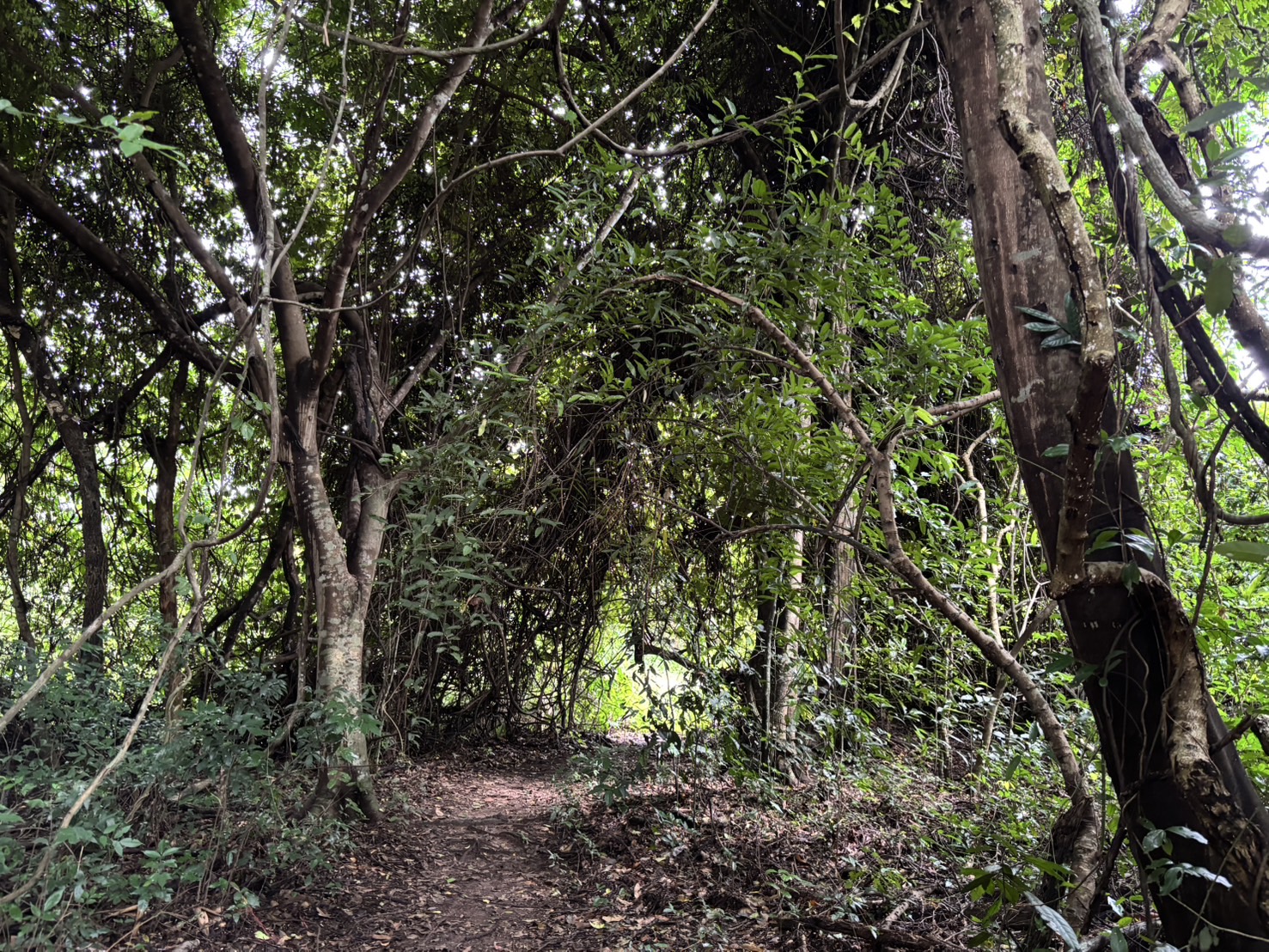 forest image