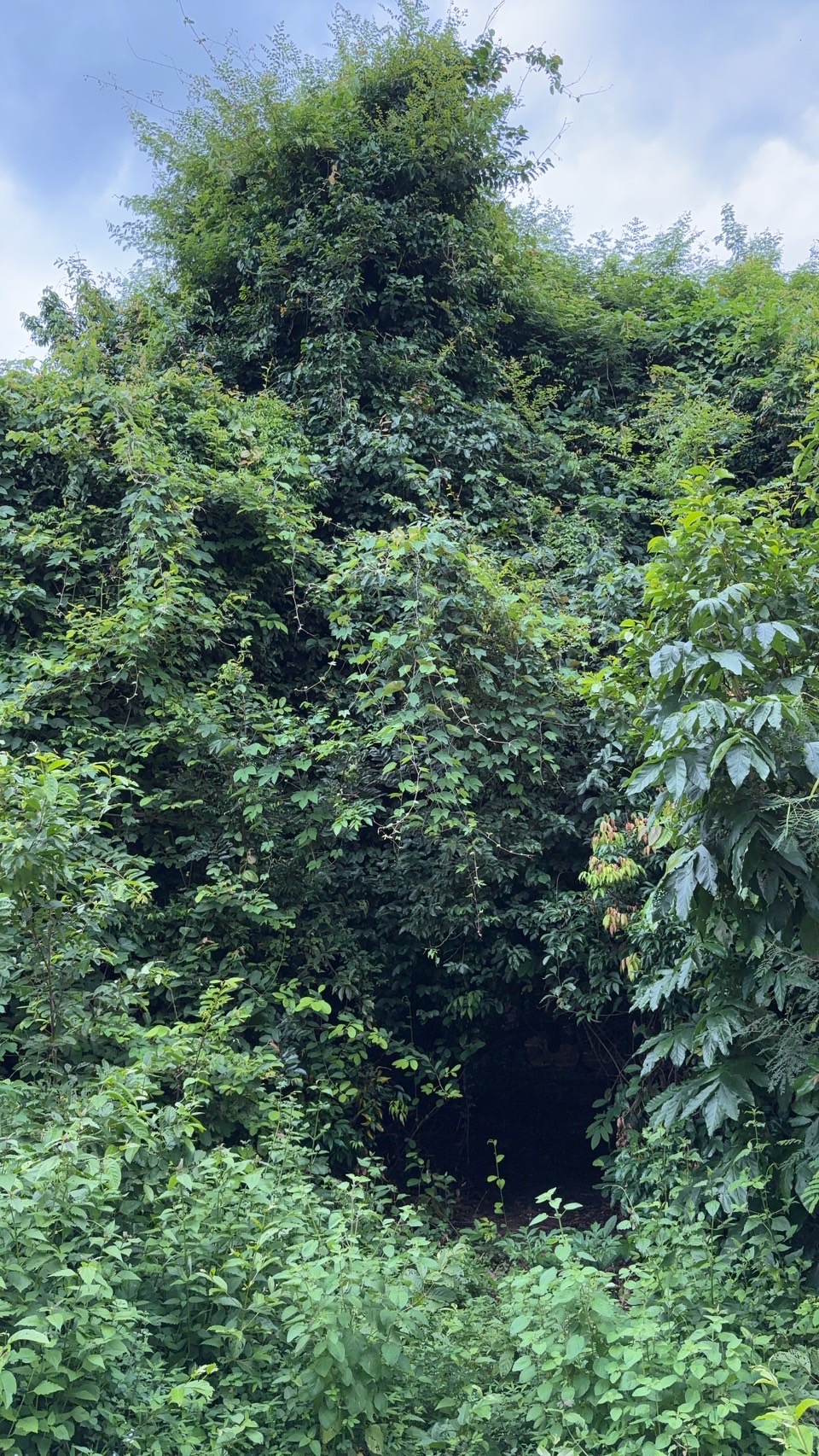 forest image