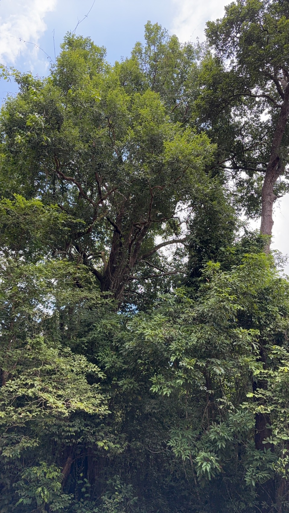 forest image