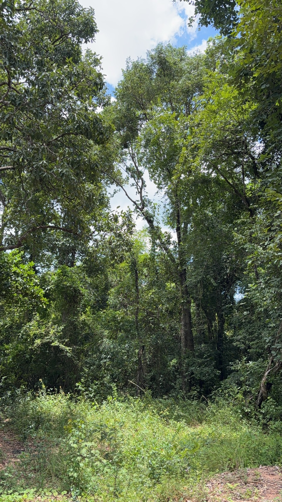 forest image