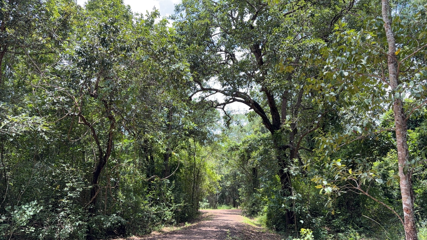 forest image