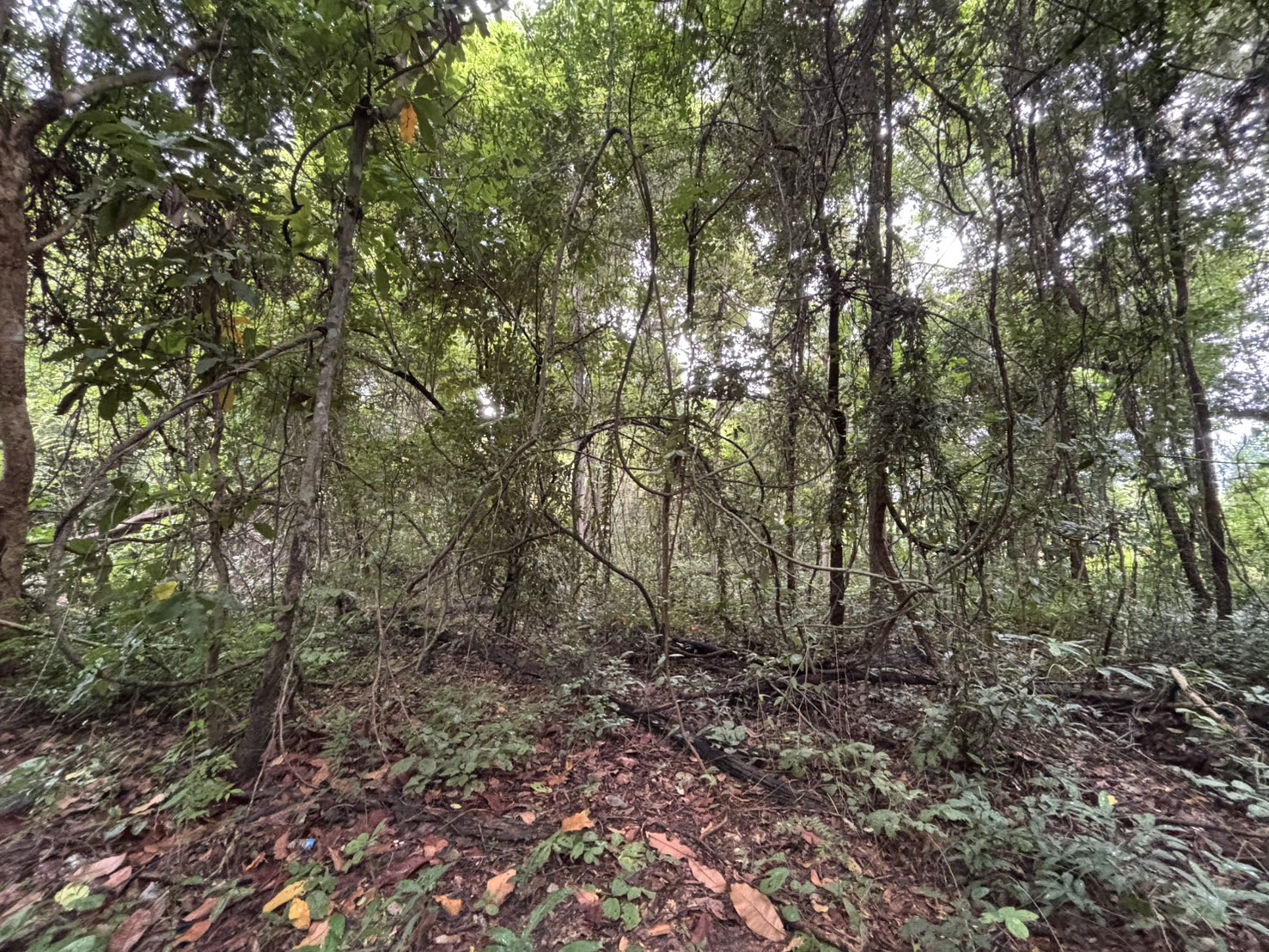 forest image