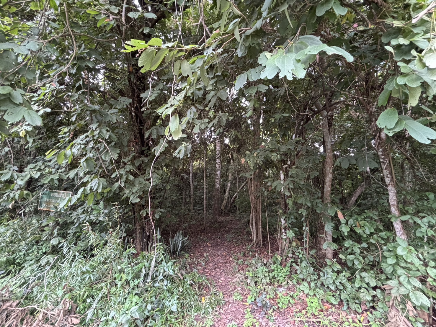 forest image