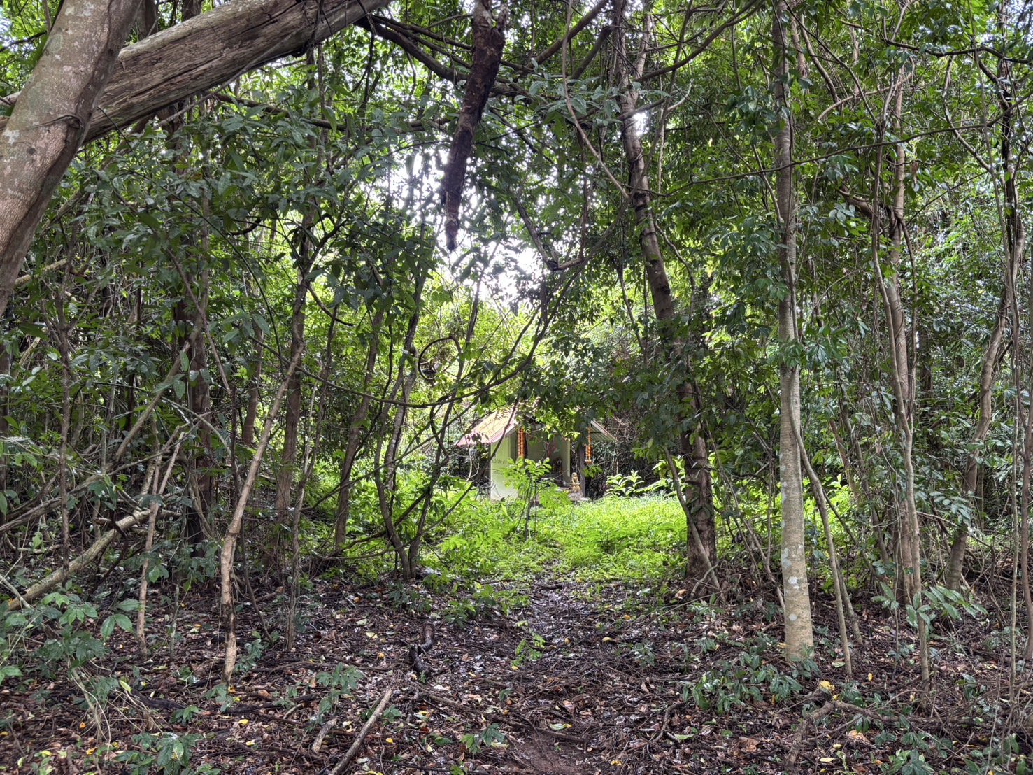 forest image