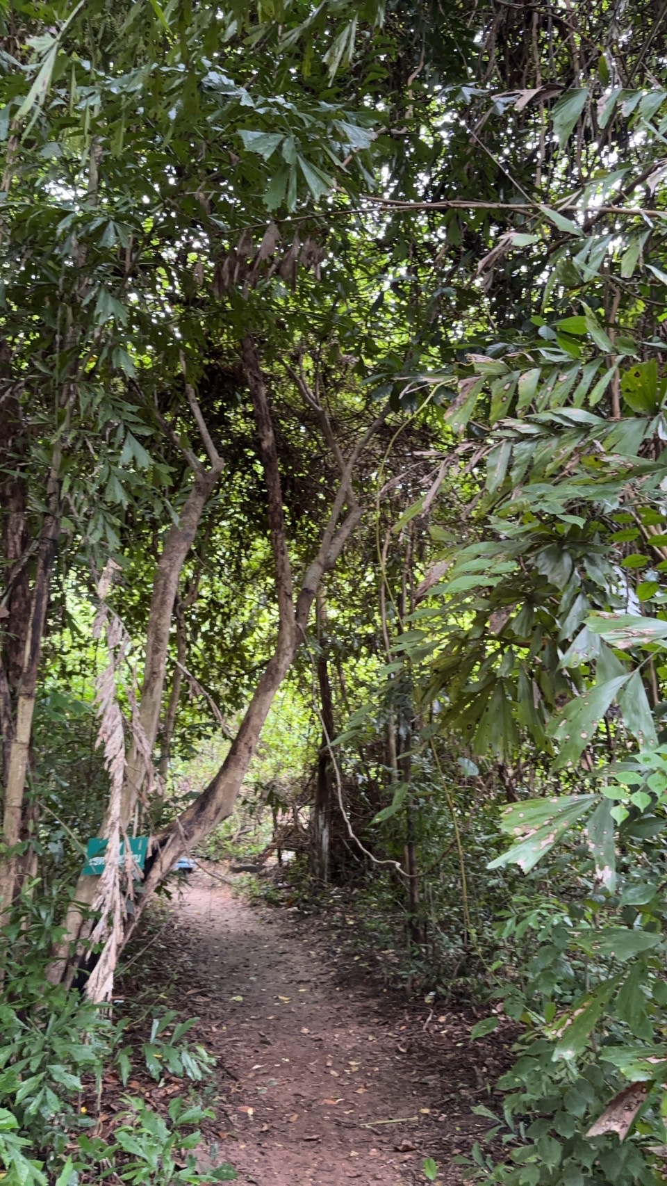 forest image