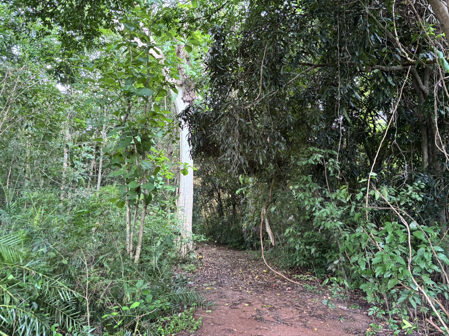 forest image