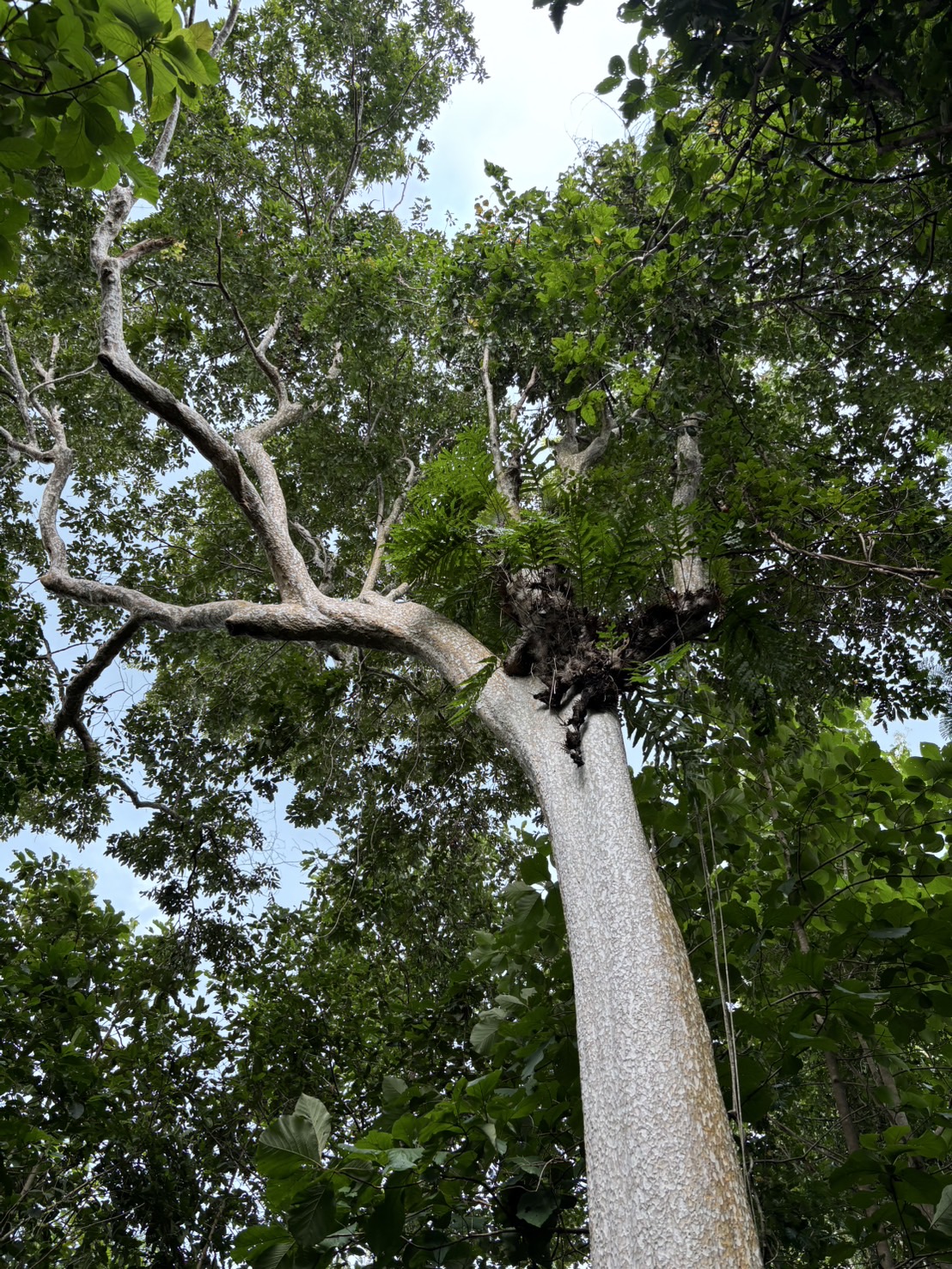 forest image