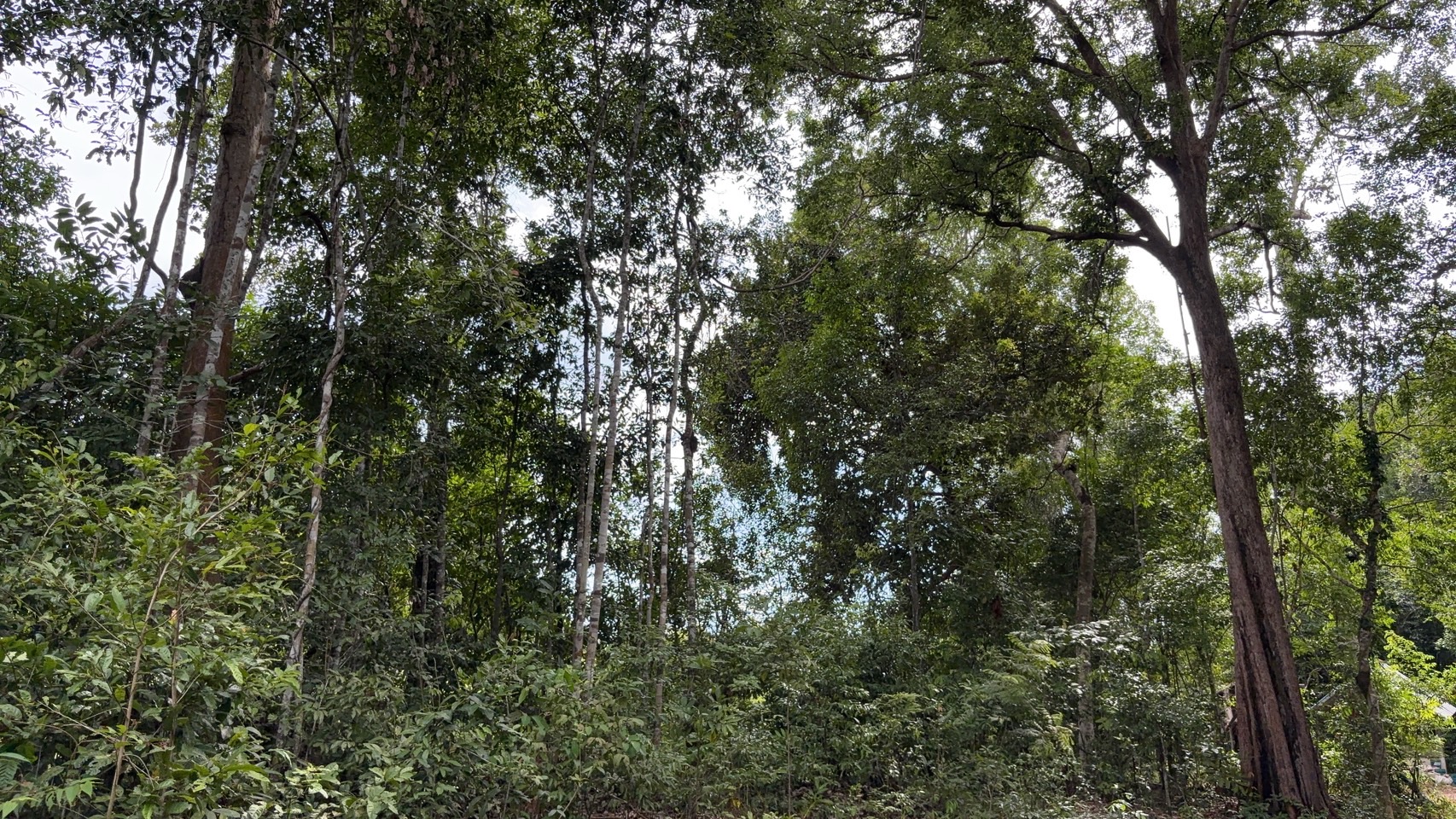 forest image
