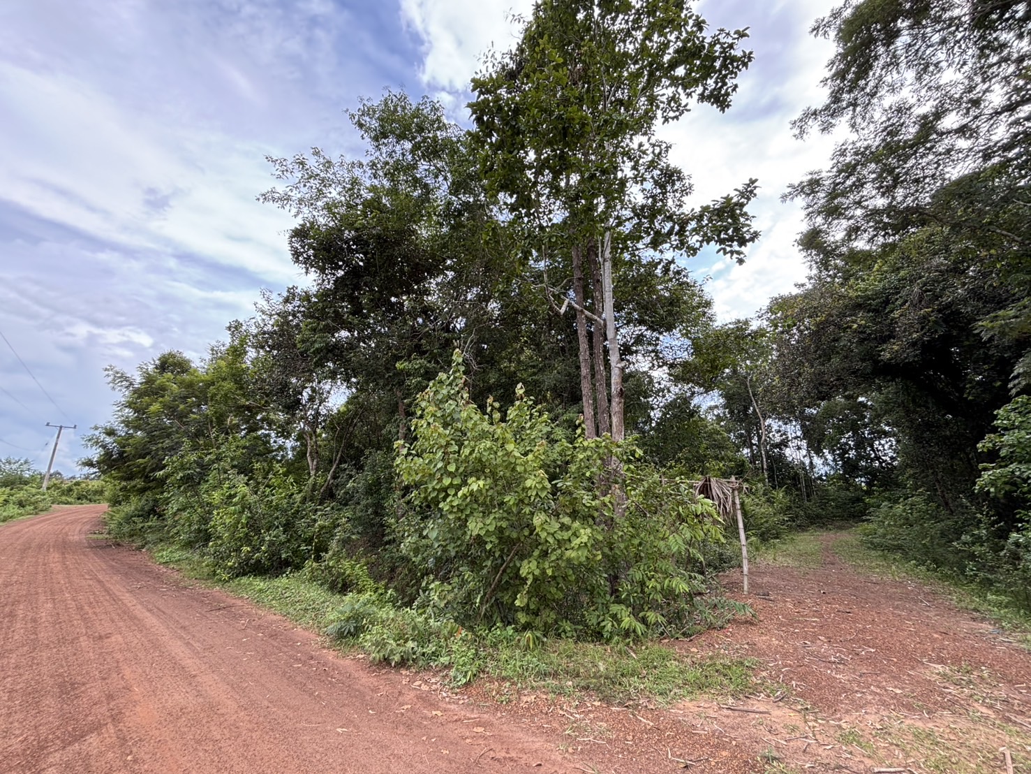 forest image