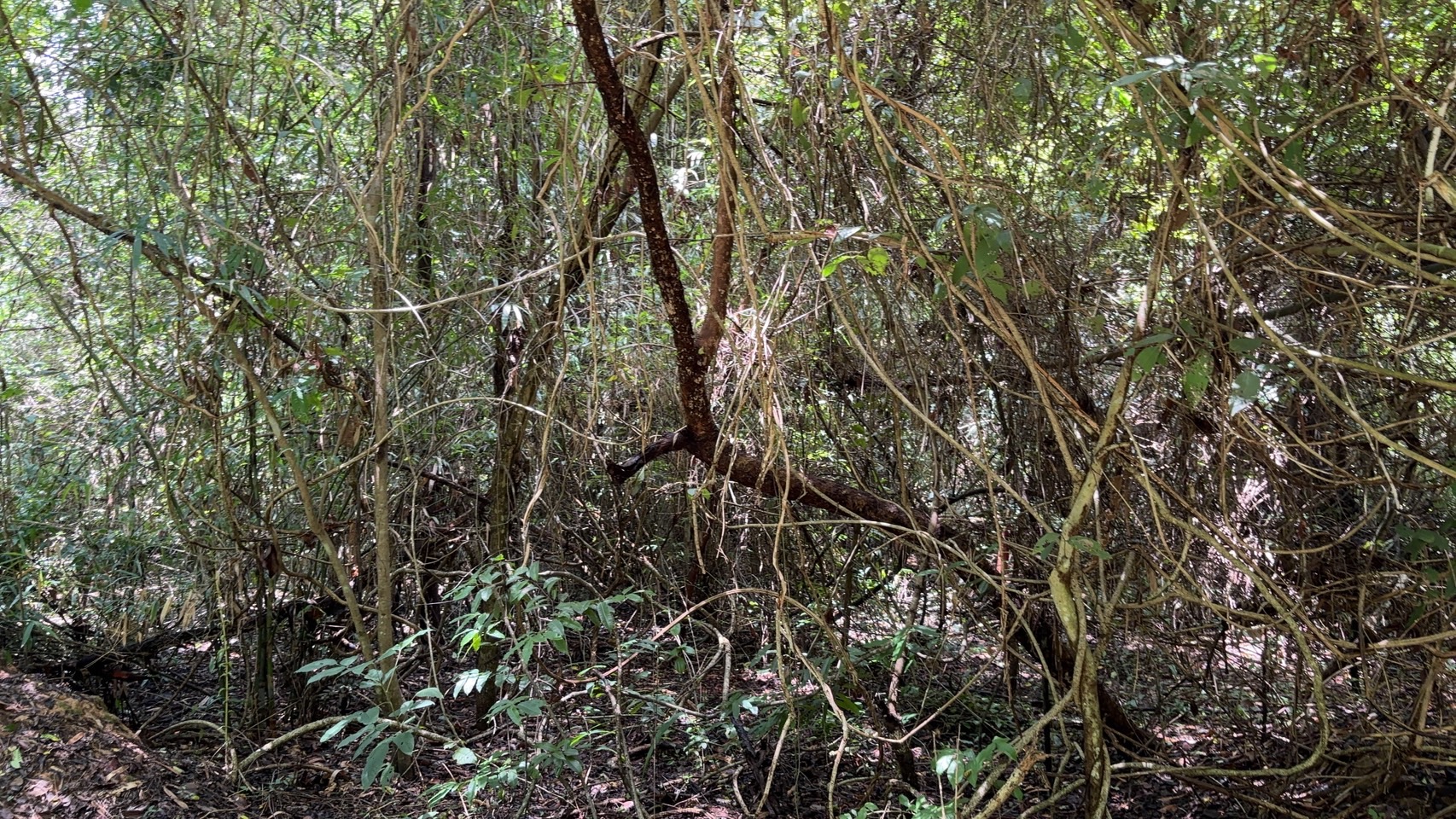 forest image
