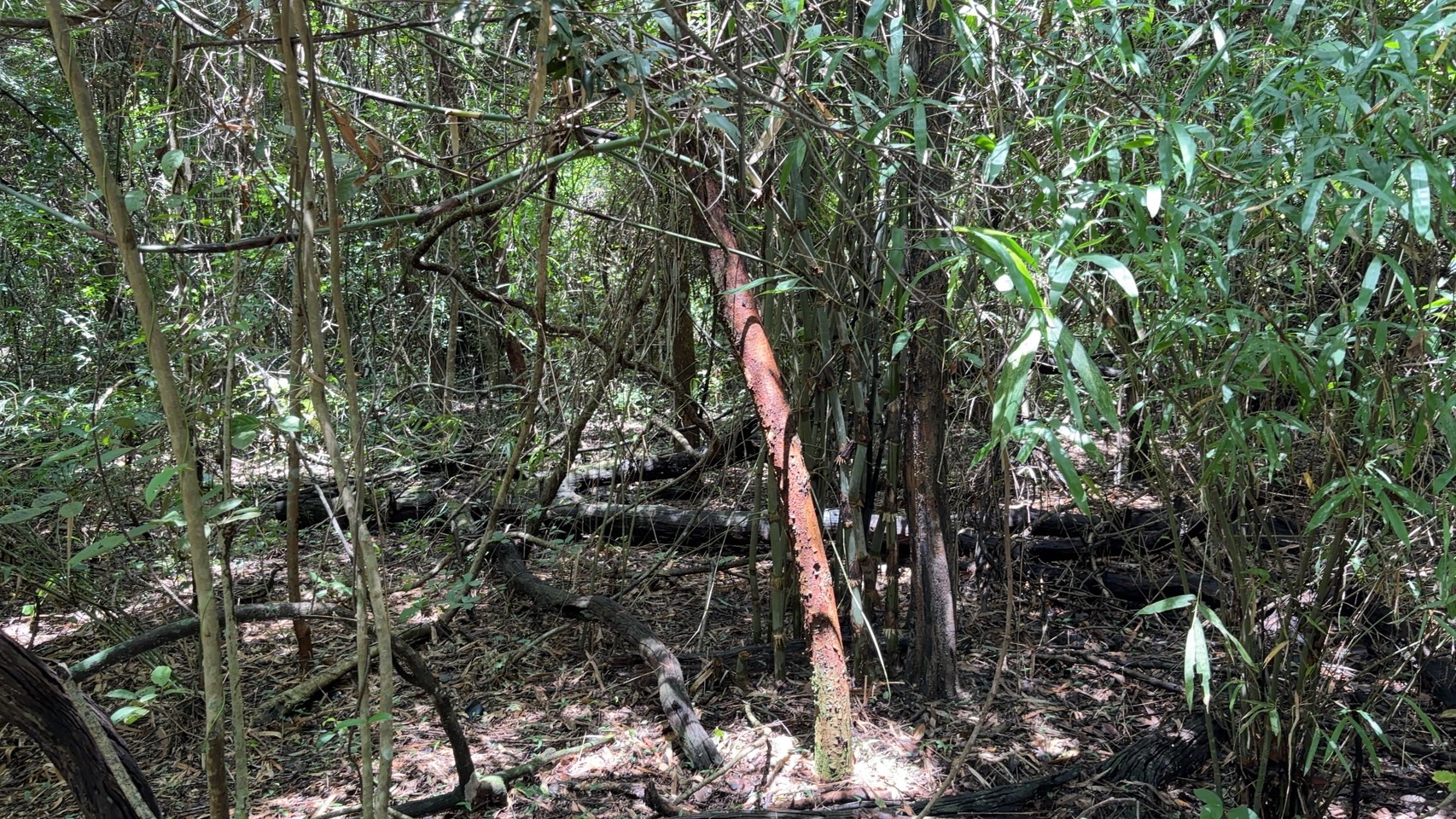 forest image