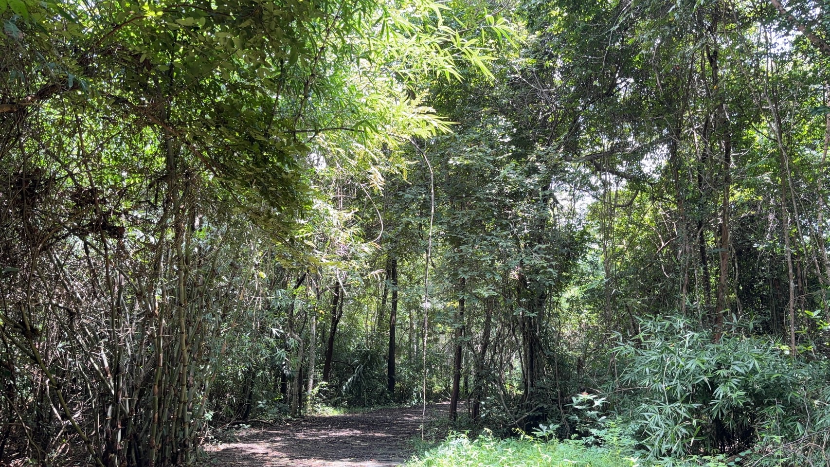 forest image