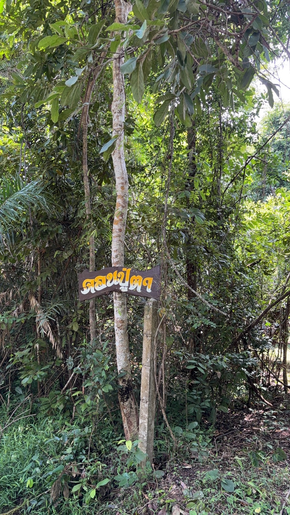 forest image