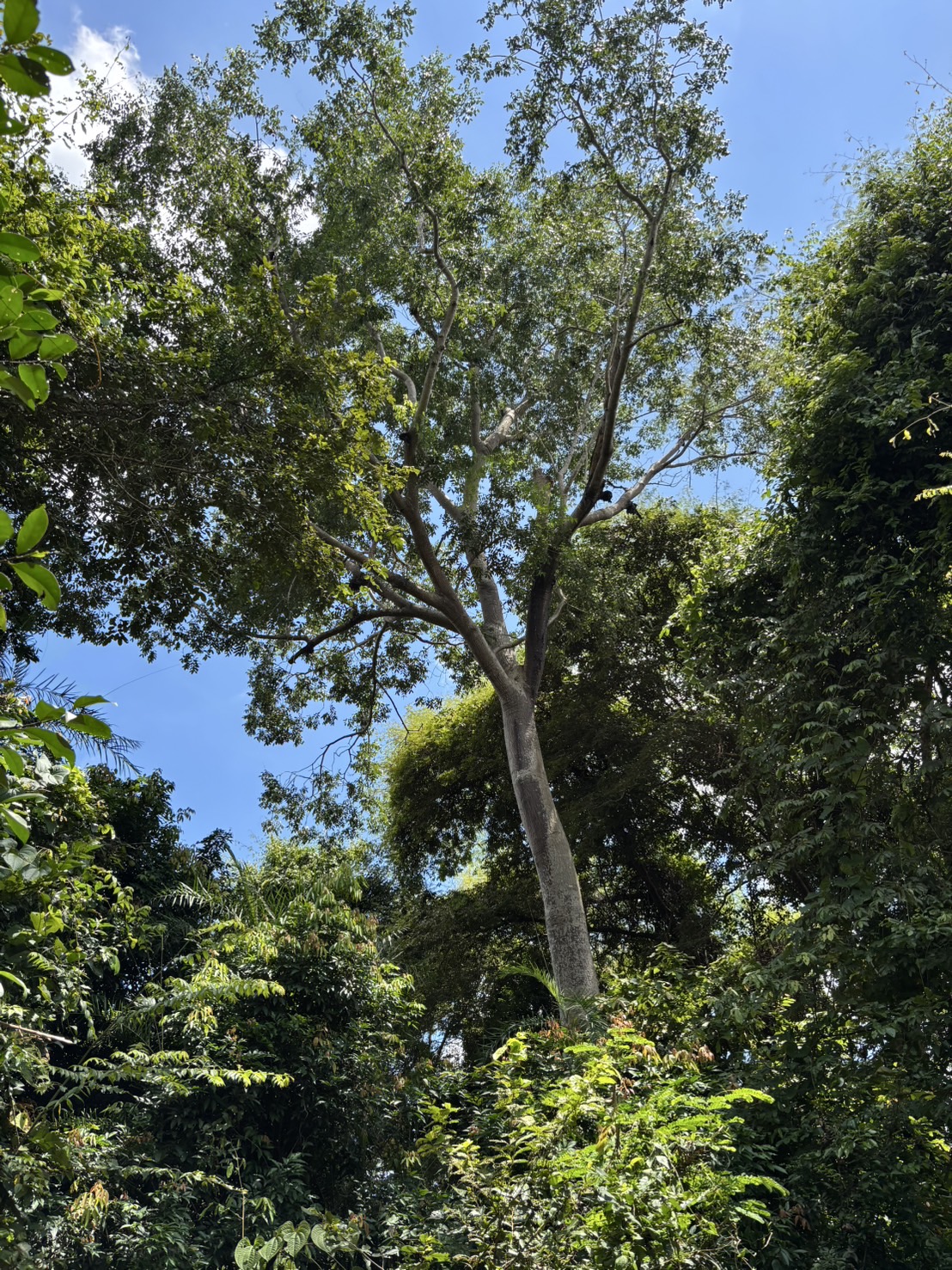 forest image
