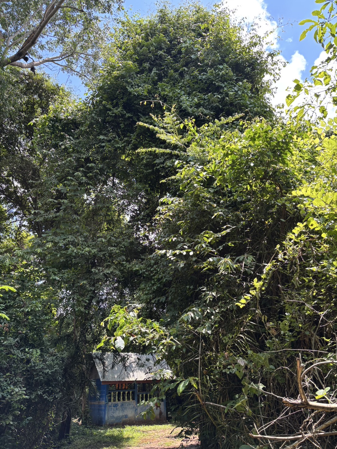 forest image