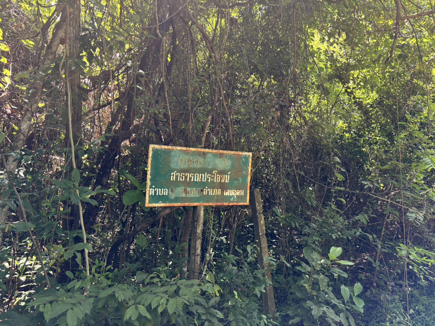 forest image