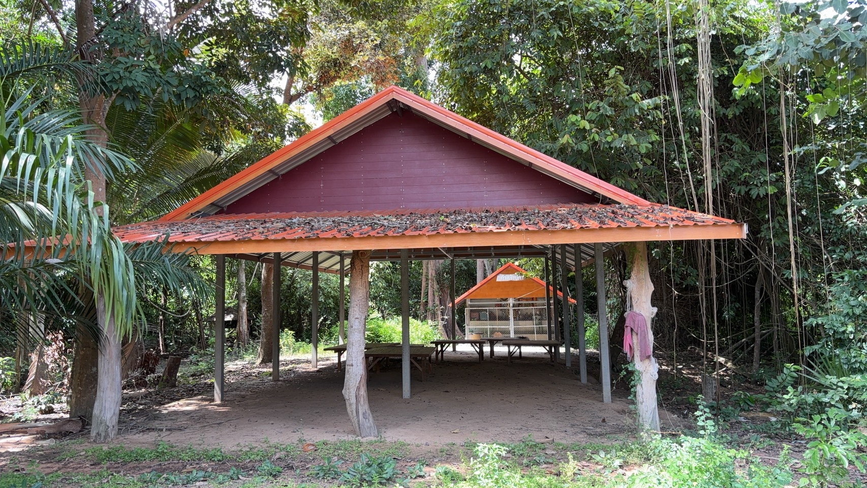 forest image
