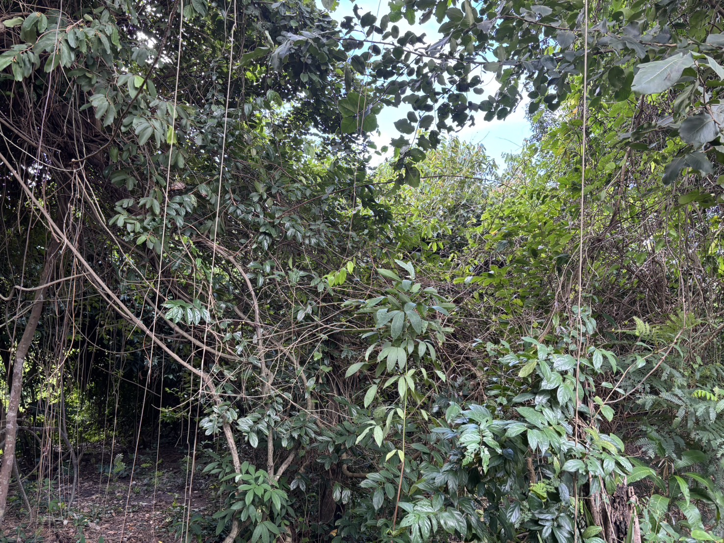 forest image
