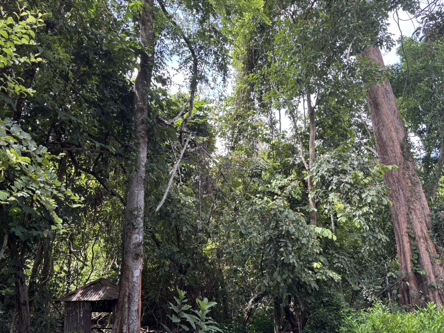 forest image