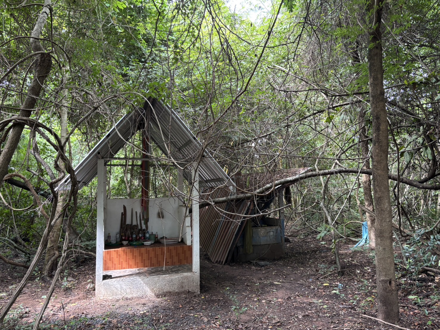forest image