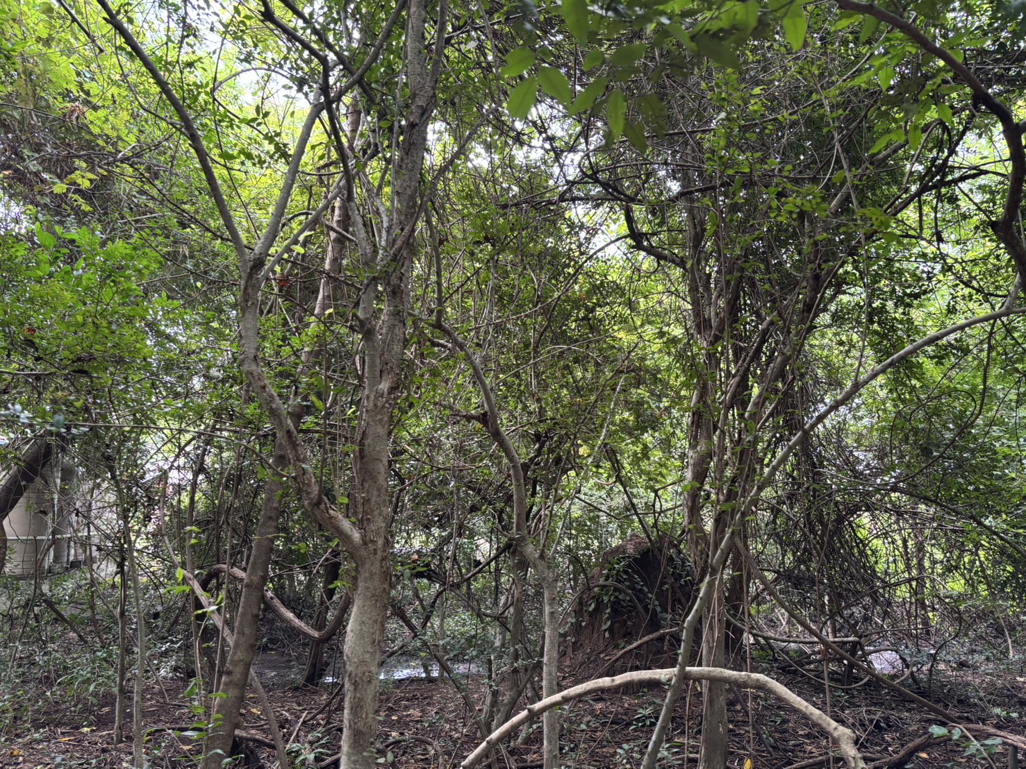 forest image