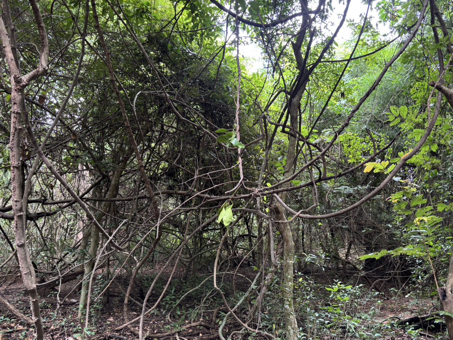 forest image