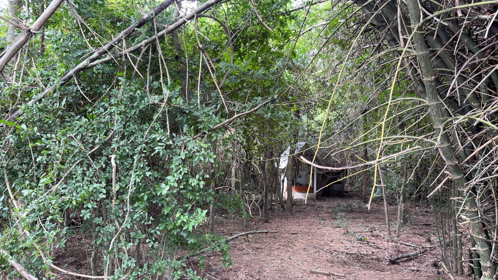 forest image
