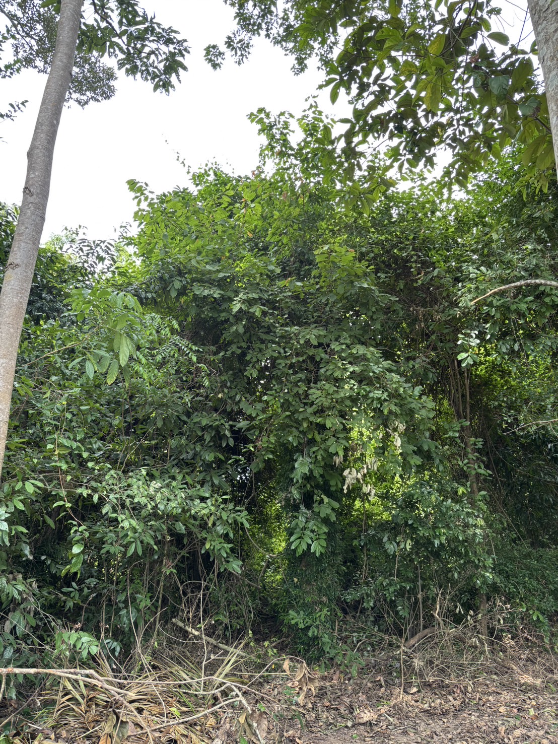 forest image