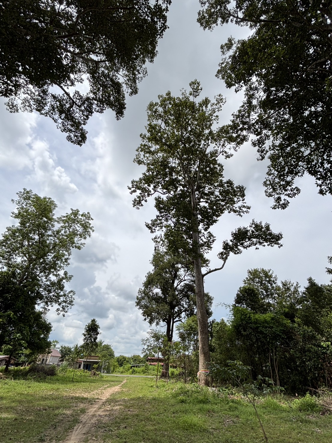 forest image