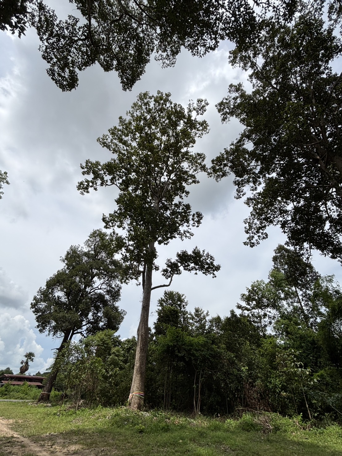 forest image