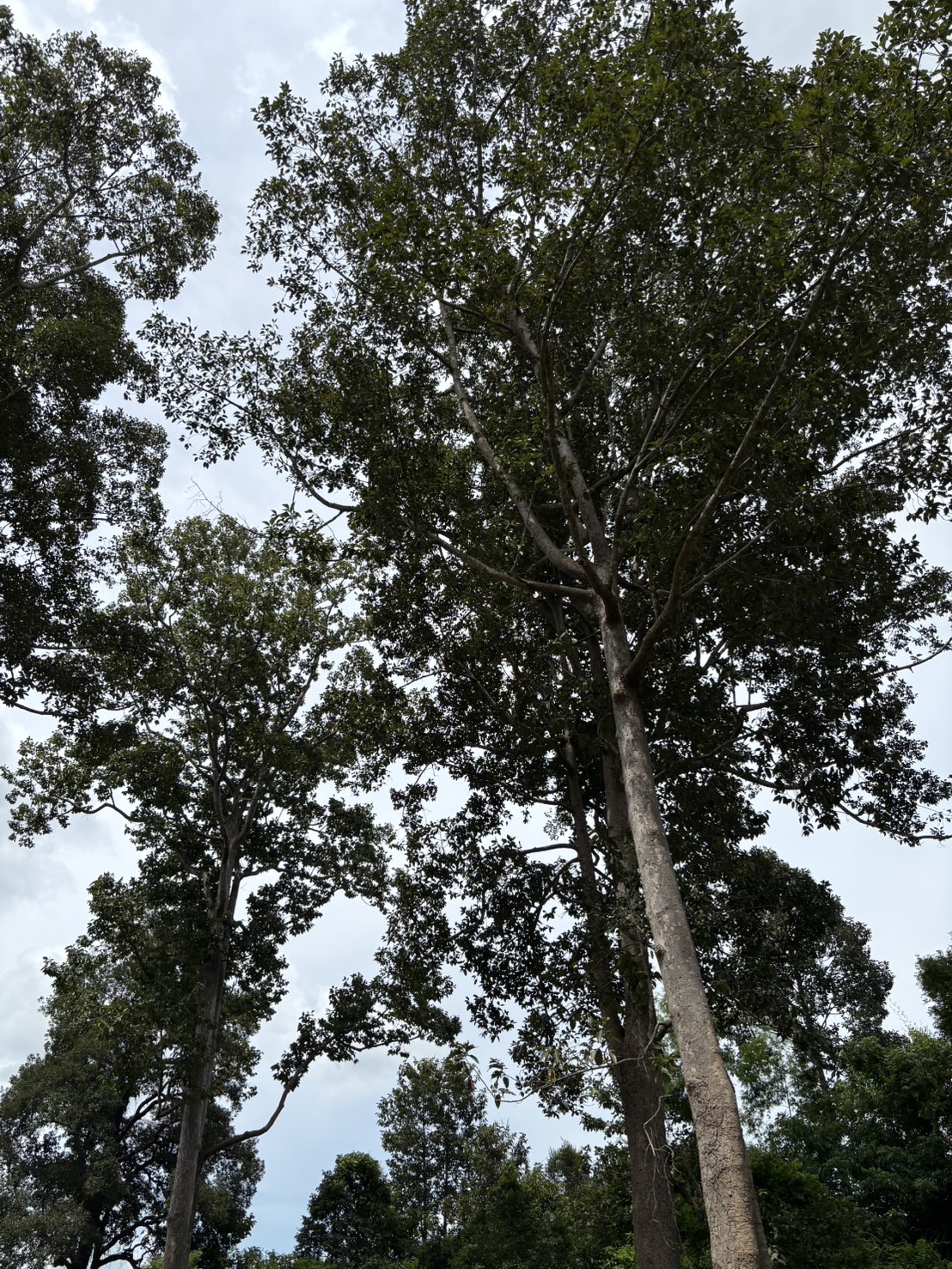 forest image