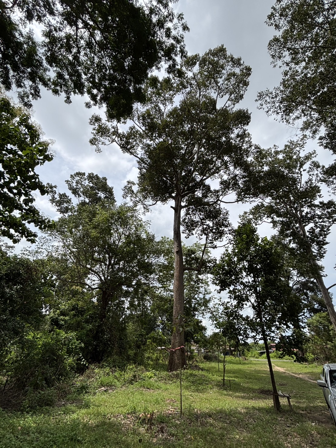forest image