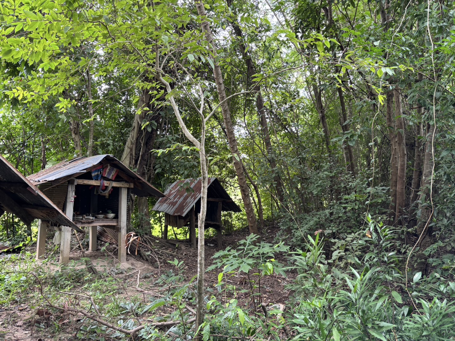 forest image