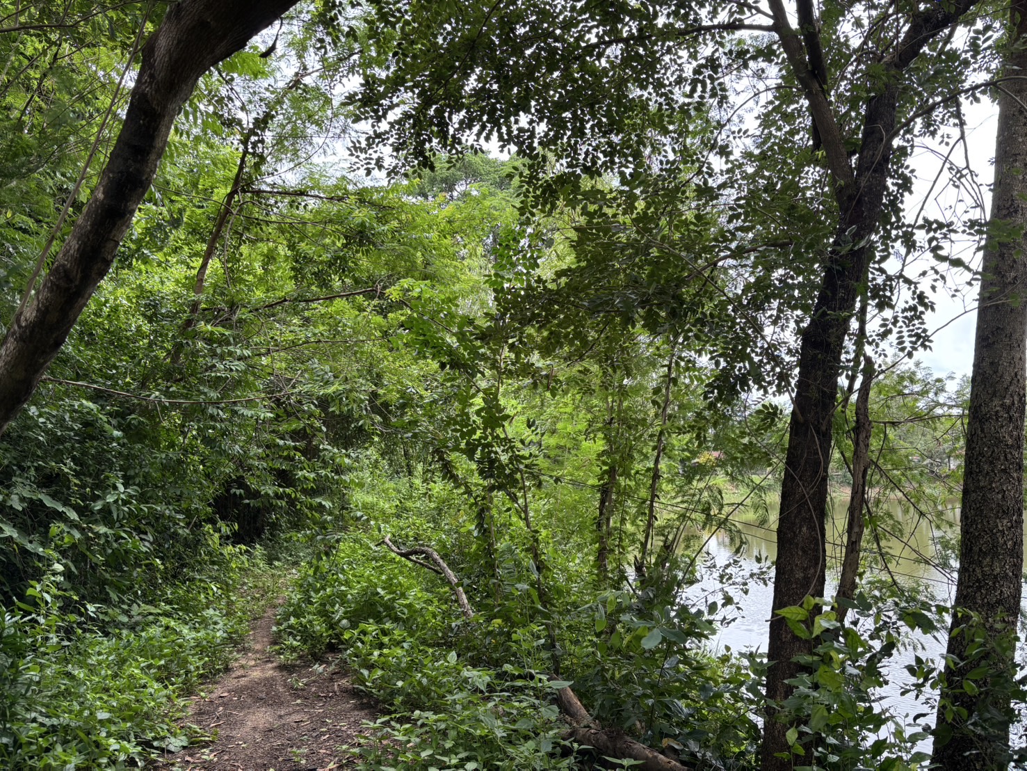 forest image
