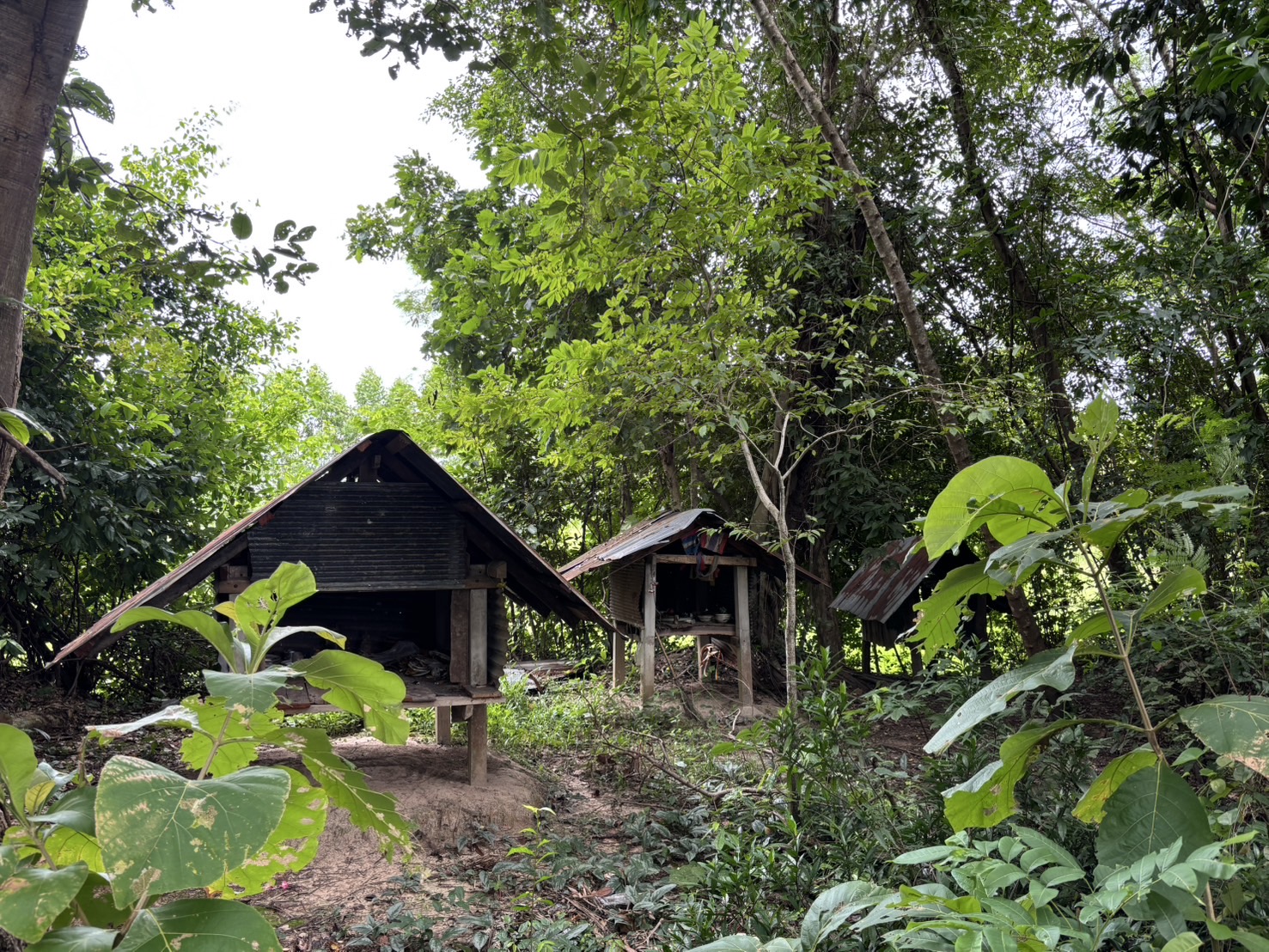 forest image