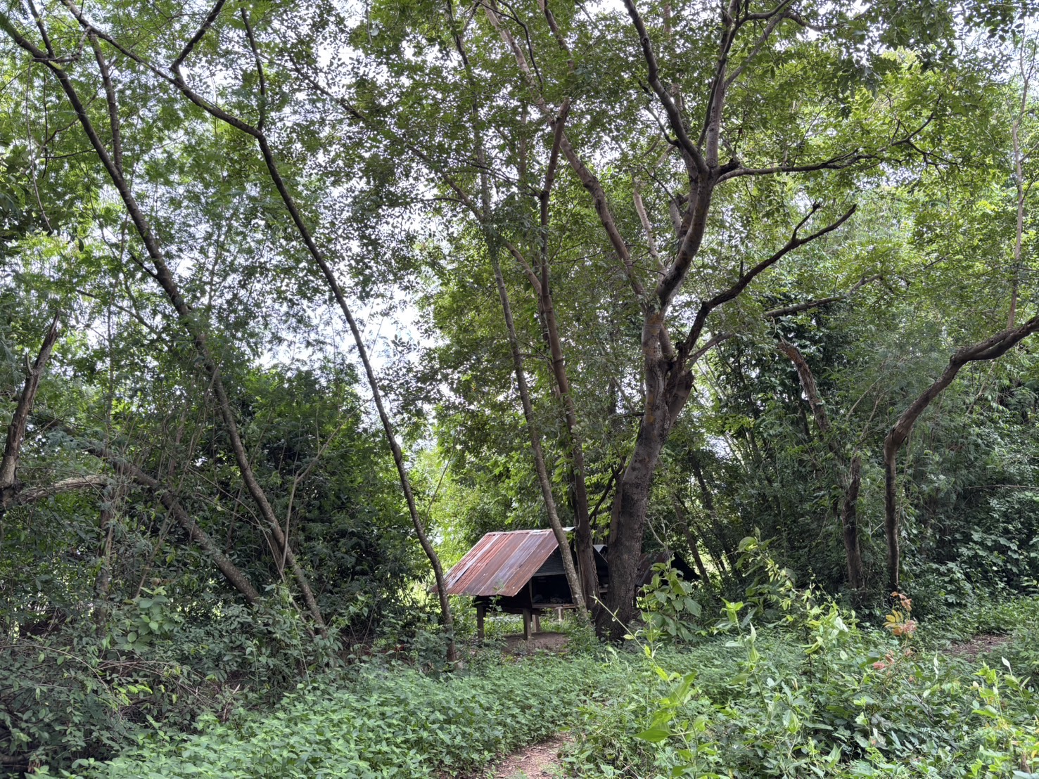forest image