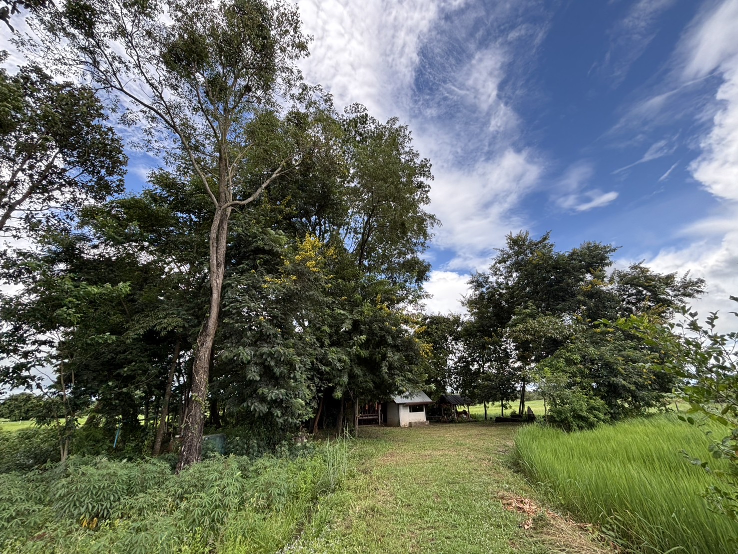 forest image