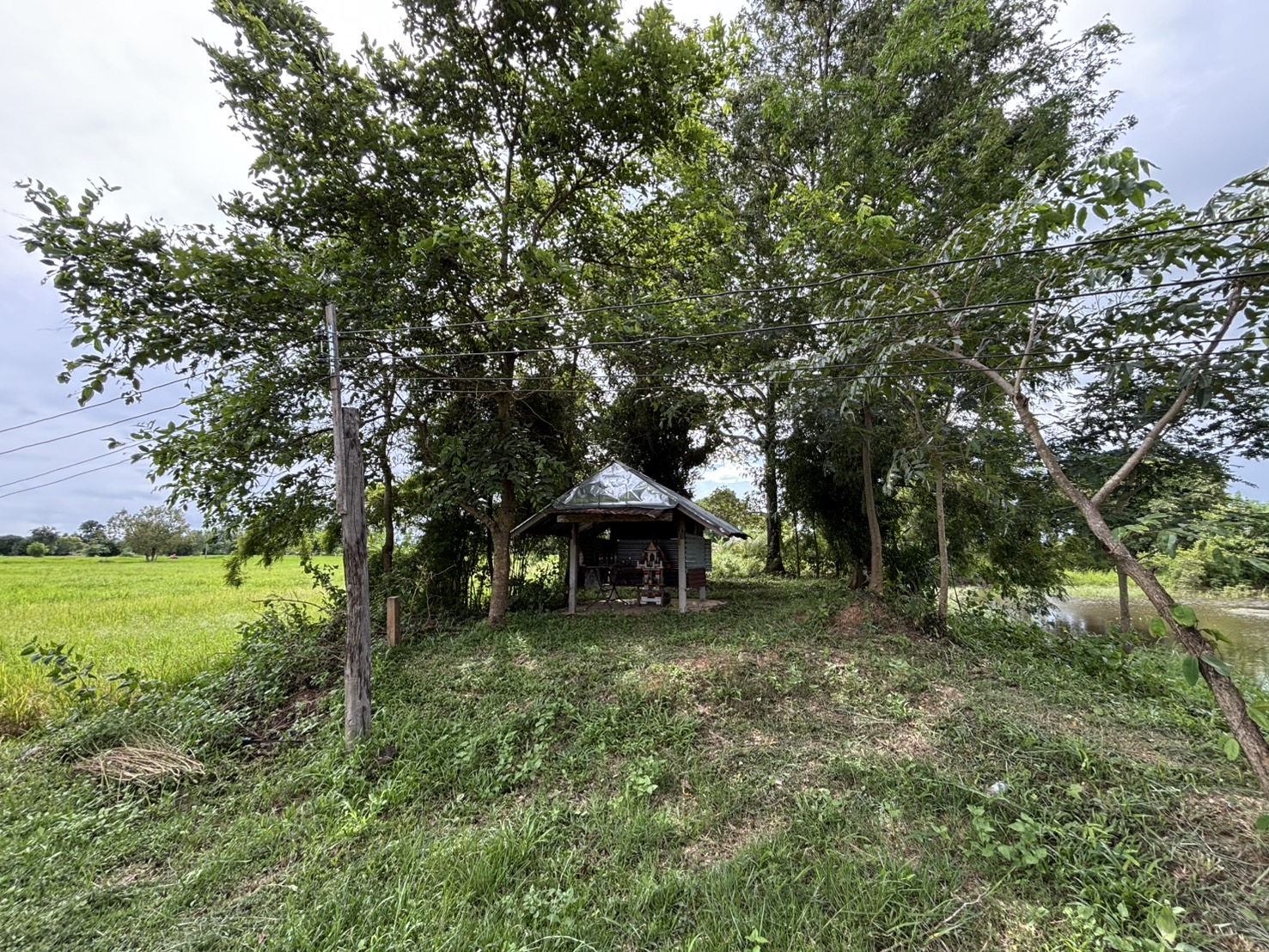 forest image