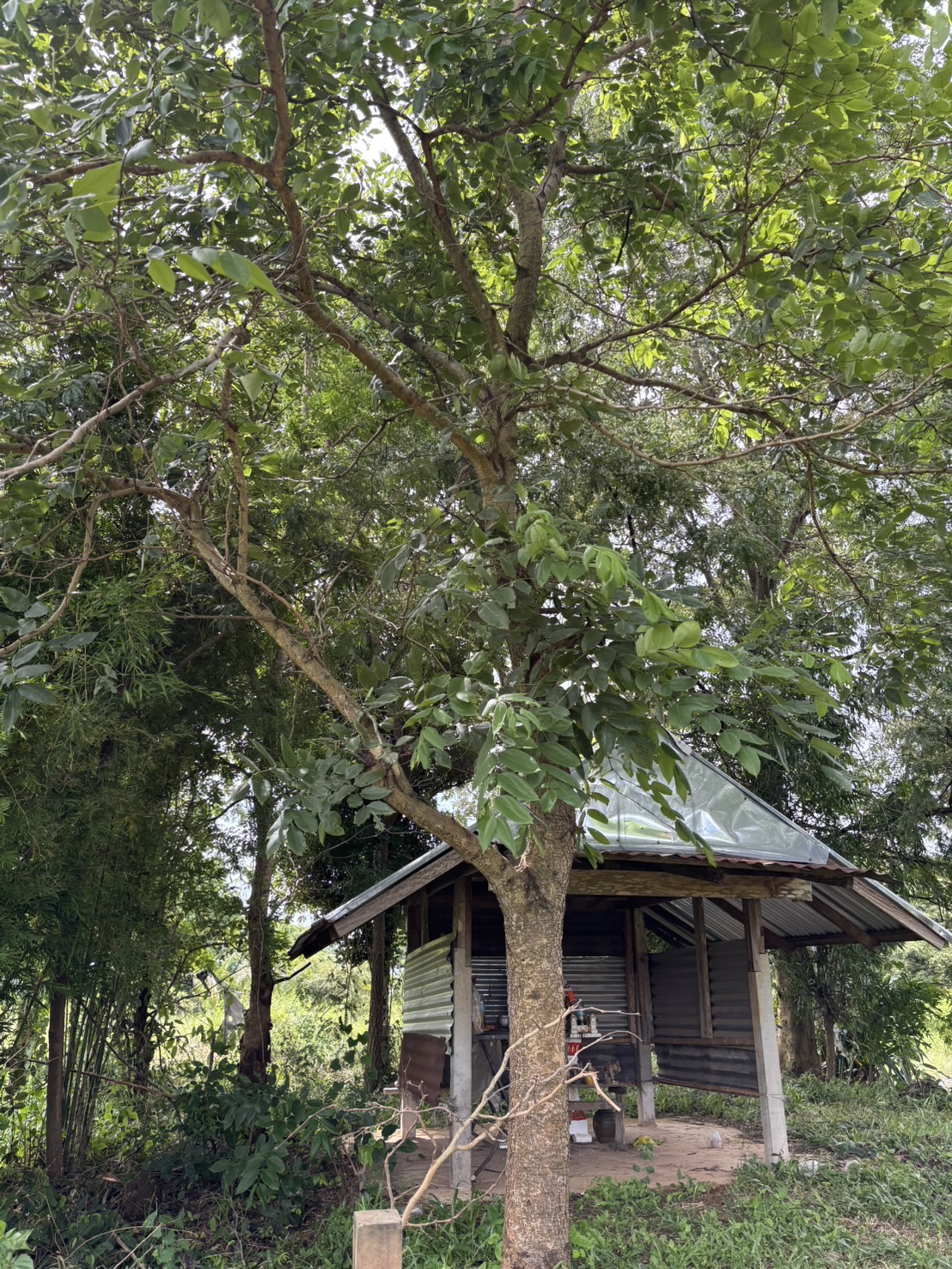 forest image